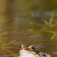 Common Frog 6 